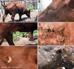Nuovi focolai di Dermatite nodulare contagiosa (Lumpy Skin Disease) in Italia e...