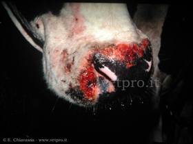 Infectious bovine rhinotracheitis (IBR): "rednose" 