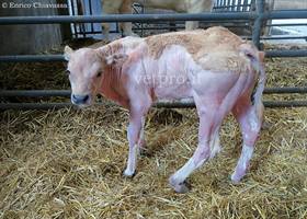 Clinical Case 5: "The calf drags a limb and struggle to walk"