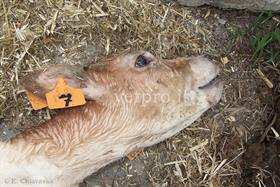 Epatite purulenta onfalogena (vitello 3 mesi età)