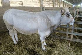 Bladder rupture (Piedmontese cow)