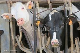 Rinotracheite infettiva bovina (IBR) in un allevamento ufficialmente indenne
