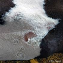 Dermatophilosis (cutaneous streptothricosis) in Friesian calves