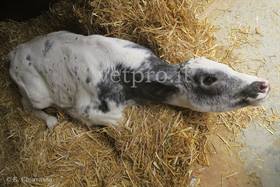 Salmonellosi fulminante (vitella neonata)