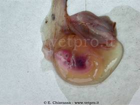 Aborti