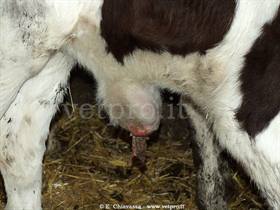 Ernia ombelicale fistolizzata 2 (vitella frisona età 2 mesi)