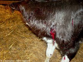 Pancitopenia neonatale bovina (PNB)