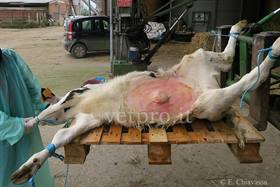 Anestesia del vitello per interventi di lunga durata in campo