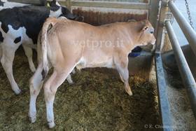 Hyperacute colic in a Piedmontese calf