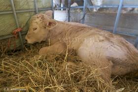 Enterite neonatale vitello Blonde d'Aquitaine