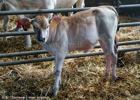 Right displacement of abomasum in calf