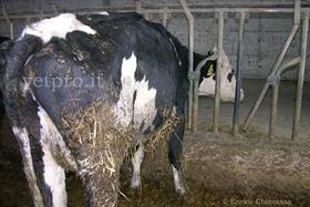Clinical Case 4: "The heifer has given birth, but has not put milk!"