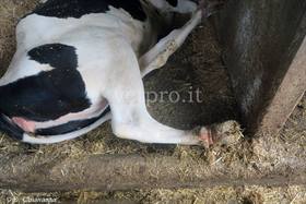 Metatarsal fracture (Friesian heifer)