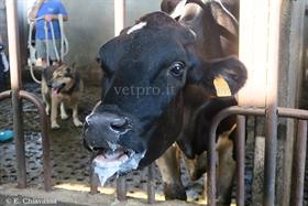 Infectious bovine rhinotracheitis (IBR): clinical case
