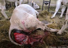 Prolasso uterino bovina con lacerazione cervice