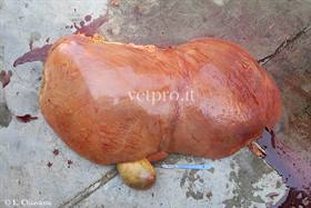 Liver: fatty liver syndrome