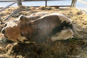 Clinical case 8: the cow doesn't rise 70 days postcalving
