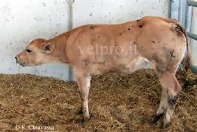 Necrotic and purulent laryngitis (Piedmontese calf)