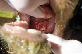 Calf oral necrobacillosis 