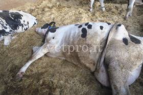 Postpartum paresis refractory to treatment