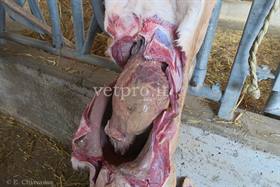 Early generalized peritonitis (calf 2 months old)