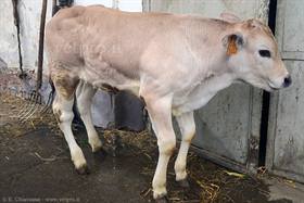 Aseptic inflammatory Polyarthritis in a calf