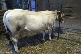 Dilatation/dislocation caecum (Piedmontese heifer)